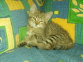 KIWI-Kater 22696984