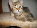 KIWI-Kater 22697014