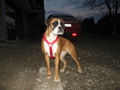 Unser Boxer "Mona" 34308482