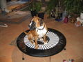 Unser Boxer "Mona" 36283054