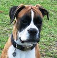 Unser Boxer "Mona" 36283178