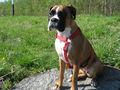 Unser Boxer "Mona" 37031946