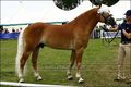 Haflinger Europaschau 44494291