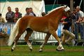 Haflinger Europaschau 44494315