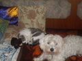Cats and Dogs....................!!!  :) 68839705