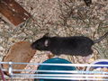 Meine Ratten 71601923