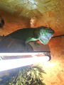 My Iguanas......XD  68915768