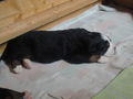 Süße baby Berner sennenhunde :D 75378841