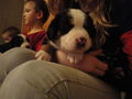 Süße baby Berner sennenhunde :D 75378913