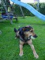 Hund und Haus.... 10732961