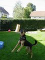 Hund und Haus.... 10732981