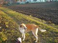 Mein Hund Spike 14362051