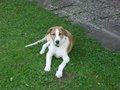 Mein Hund Spike 9971005