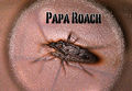 Papa Roach - Bilder 69736200