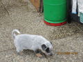 Unsere Hunde Babys 69603030