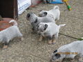 Unsere Hunde Babys 69603043