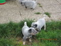 Unsere Hunde Babys 69603068