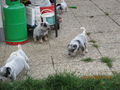 Unsere Hunde Babys 69603081