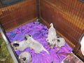 Unsere Hunde Babys 69604917