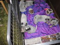 Unsere Hunde Babys 69604923