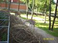 Wandertage Zoo Schmiding und Gmunden  73979496