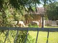 Wandertage Zoo Schmiding und Gmunden  73979627