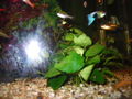  Mei oids Aquarium meine oid´n Fische  71452923