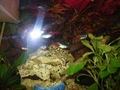  Mei oids Aquarium meine oid´n Fische  71452958