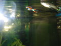  Mei oids Aquarium meine oid´n Fische  71453201