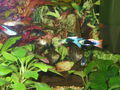  Mei oids Aquarium meine oid´n Fische  71453243