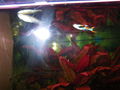  Mei oids Aquarium meine oid´n Fische  71453278