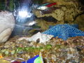  Mei oids Aquarium meine oid´n Fische  71453322