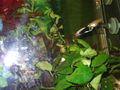  Mei oids Aquarium meine oid´n Fische  71453360