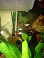  Mei oids Aquarium meine oid´n Fische  71453444