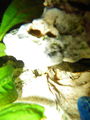  Mei oids Aquarium meine oid´n Fische  71453521
