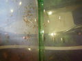  Mei oids Aquarium meine oid´n Fische  71453580