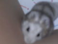 Hamster 72772575