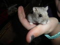 Hamster 75329004