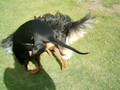 BoBBy My DoGGy!!!!*NEUE DABEI* 2249849