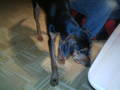 BoBBy My DoGGy!!!!*NEUE DABEI* 2249857