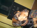 BoBBy My DoGGy!!!!*NEUE DABEI* 2249890