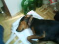 BoBBy My DoGGy!!!!*NEUE DABEI* 2249912