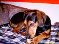 BoBBy My DoGGy!!!!*NEUE DABEI* 5540247