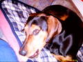 BoBBy My DoGGy!!!!*NEUE DABEI* 5540259