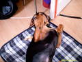 BoBBy My DoGGy!!!!*NEUE DABEI* 5540263