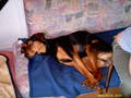 BoBBy My DoGGy!!!!*NEUE DABEI* 5540286