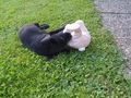 Katz und Hund 69598000