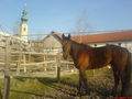 I und meine pferd 75399659