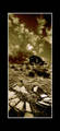 Nice Pictures 5785481