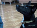 meine  hunde  71708609